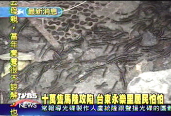 十萬隻馬陸攻陷 台東永樂里居民怕怕
