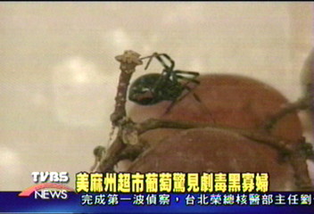 美麻州超市葡萄 驚見劇毒黑寡婦