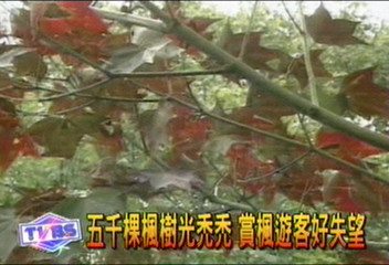 來不及楓紅! 暖冬雨少楓葉凋零
