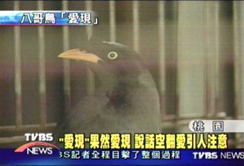 愛現八哥鳥　獨門後空翻絕技