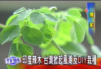 〈獨家〉印度來的辣木　台灣流行種、吃