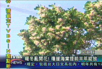 暖冬亂開花　瓊崖海棠提前半年綻放