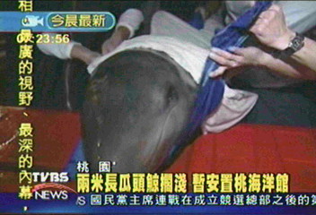 兩米長瓜頭鯨擱淺 暫安置桃海洋館