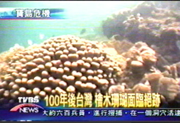 溫室效應　珊瑚琵鷺檜木　逐一消失