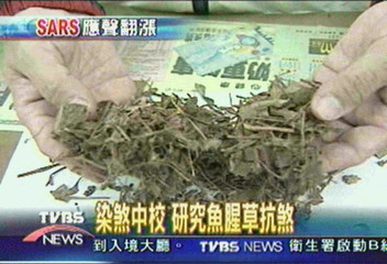 染煞中校 研究魚腥草抗煞