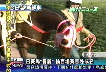 日賽馬「春麗」　輸百場賽意外成名
