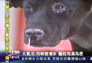 〈獨家〉天氣冷 狗病號增多 醫院狗滿為患