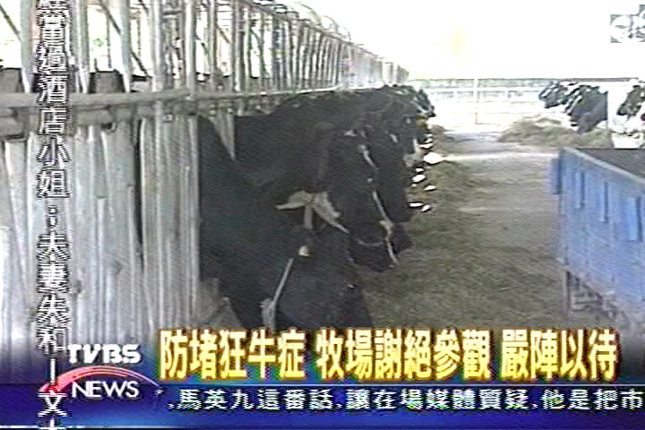 防堵狂牛症 牧場謝絕參觀 嚴陣以待