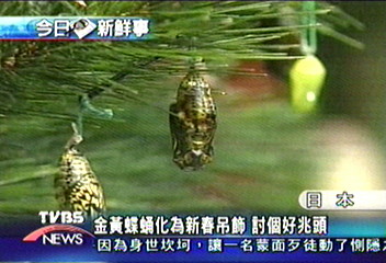金黃蝶蛹化為新春吊飾　討個好兆頭