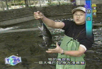 北美珍貴鴨嘴鱘 熱門桌上鮮