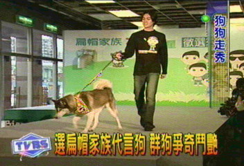 選扁帽家族代言狗 群狗爭奇鬥艷