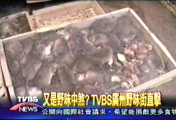 又是野味中煞? TVBS廣州野味街直擊