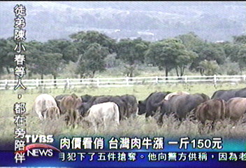 肉價看俏　台灣肉牛漲　一斤150元