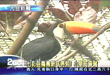 七彩巨嘴鳥新年亮相！　小朋友爭賭