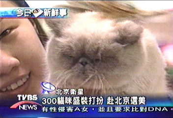 300貓咪盛裝打扮 赴北京選美