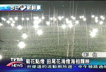 菊花點燈 田尾花海燈海相輝映