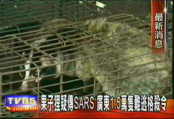 果子狸疑傳播SARS 廣東省下格殺令