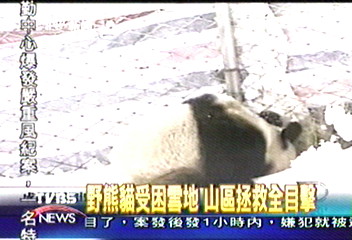 野熊貓受困雪地　山區拯救全目擊