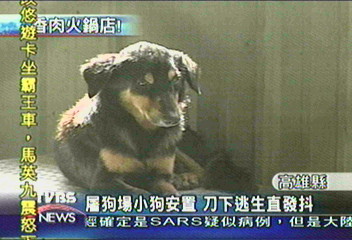 屠狗場小狗安置　刀下逃生直發抖