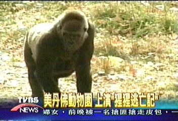美丹佛動物園　上演「猩猩逃亡記」