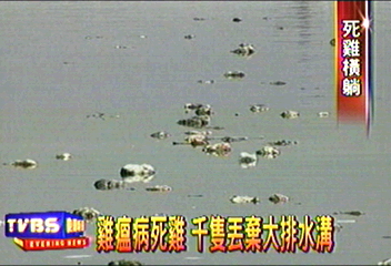 雞瘟病死雞　千隻丟棄大排水溝
