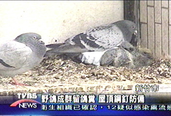 野鴿成群留鴿糞　屋頂鋼釘防備