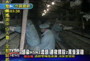 化製場拒收死雞　兩萬雞隻就地焚化