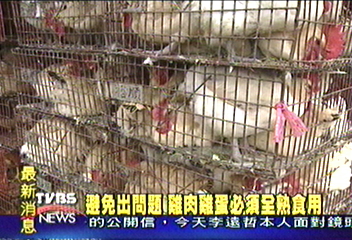彰化芳苑爆禽流感雞隻 生意受影響