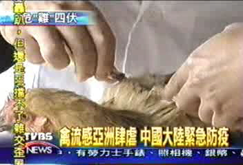 防堵禽流感入侵　大陸全面總動員