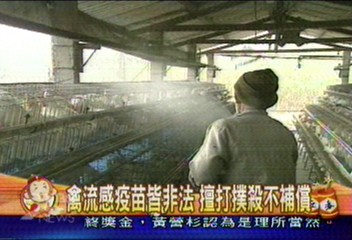 禽流感疫苗皆非法 擅打撲殺不補償