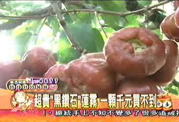 超貴蓮霧「黑鑽石」 1粒上千元