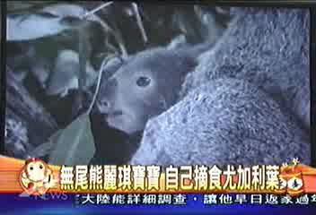 無尾熊麗琪寶寶 自己摘食尤加利葉