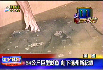 152公分54公斤巨鯰　創德州鯰魚紀錄