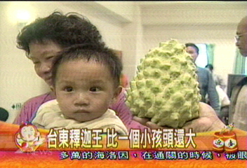 台東釋迦王　比一個小孩頭還大