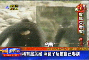 稀有黑葉猴　照鏡子反被自己嚇到