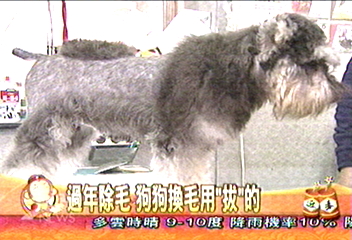 過年除毛 狗狗換毛用「拔」的