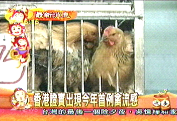 香港證實 出現今年首例禽流感