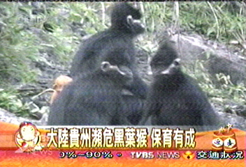 大陸貴州瀕危黑葉猴　保育有成