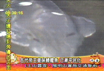 古代帝王美味鱘龍魚　已漸平民化