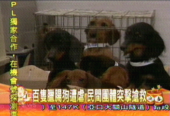 百隻臘腸狗遭虐 民間團體突擊搶救