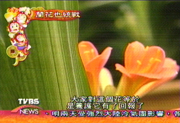另類統戰？　大陸蘭花取名「盼統一」