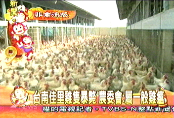 台南佳里雞隻暴斃 農委會:屬一般雞瘟