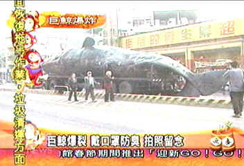 解剖巨鯨　運載途中爆裂　道路封閉