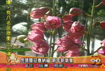 虎頭蘭迎春納福　新年新氣象
