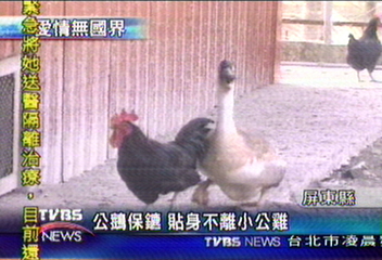 公鵝保鑣 貼身不離小公雞