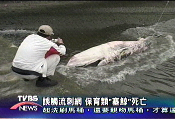 誤觸流刺網　保育類「塞鯨」死亡
