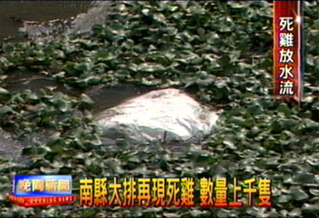 南縣大排再現死雞 數量上千隻