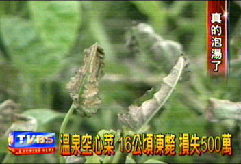 溫泉空心菜　16公頃凍斃　損失500萬