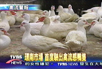 環南市場　首度驗出禽流感鴨隻
