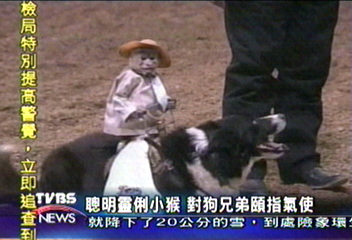 小猴獵犬哥倆好　牛仔表演好身手